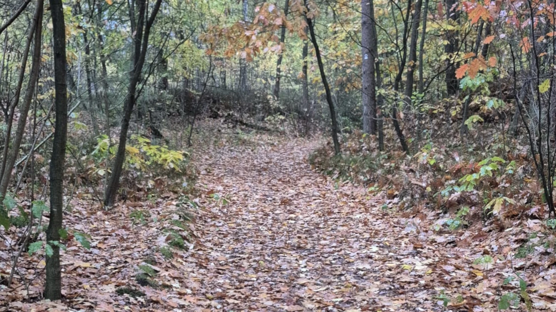 Buntes Herbstlaub am Waldboden, von Pilzen und Bodenlebewesen zersetzt